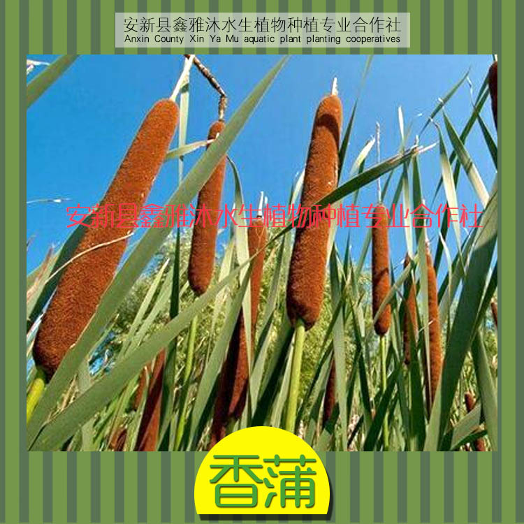 安新县最大的香蒲种苗销售厂家批发