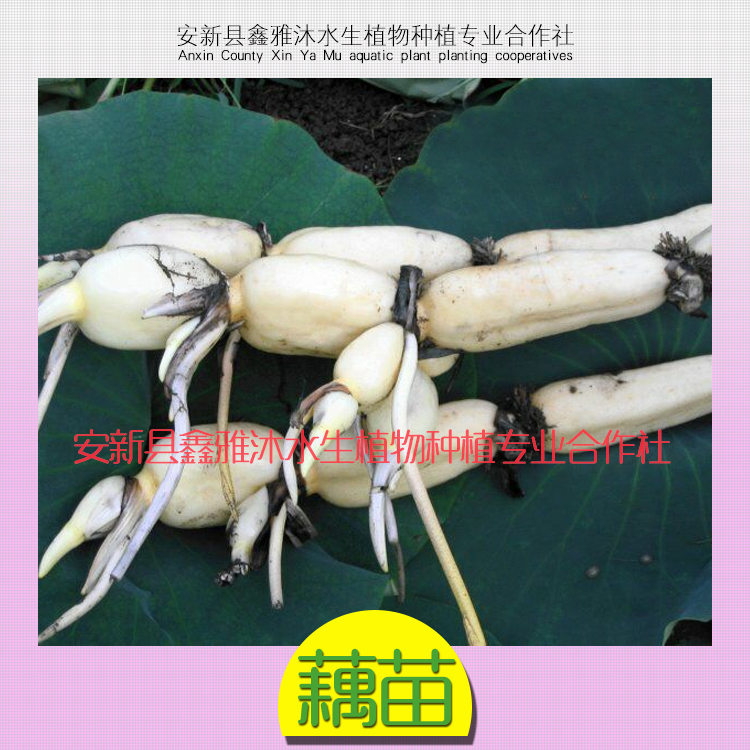 供应河北省最大的种藕厂家藕苗供应 鑫雅种藕种植基地提供种植方法图片