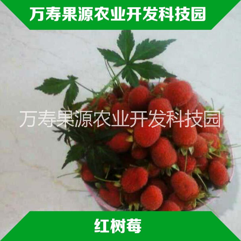 供应贵州红树莓苗直销商 树莓基地直销红树莓苗批发