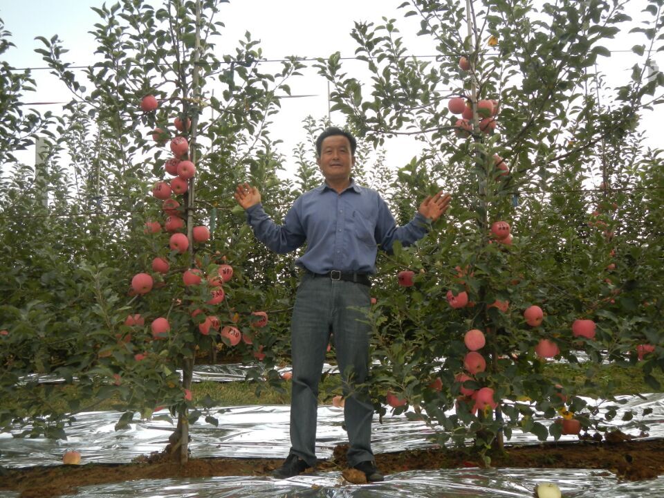 供应用于矮化苹果树苗的m9t337矮化自根砧苹果苗优点图片