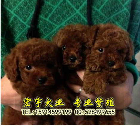 广州哪里有卖纯种健康贵宾犬广州哪里有卖宠物狗贵宾犬图片