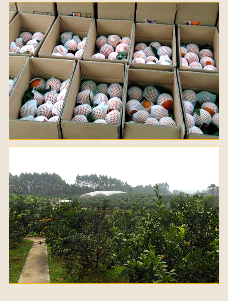 供应用于柑桔的武汉爱媛38号 柑橘 蜜桔 丑橘  蒲江风帆柑橘合作社图片