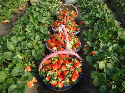 供应用于优质高产|品种齐全的草莓苗品种图片