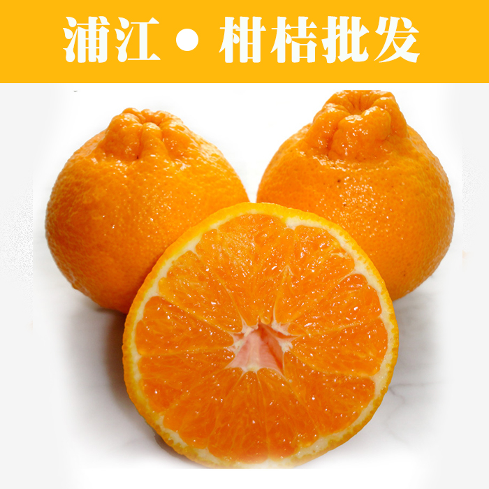 供应用于柑桔的黄石不知火柑桔 凸顶柑 丑柑  蒲江风帆柑橘合作社