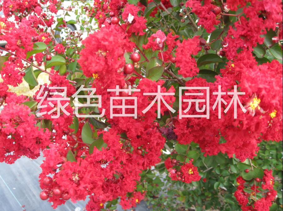 供应广东大红紫薇批发，大红紫薇苗木之家，大红紫种植技术图片