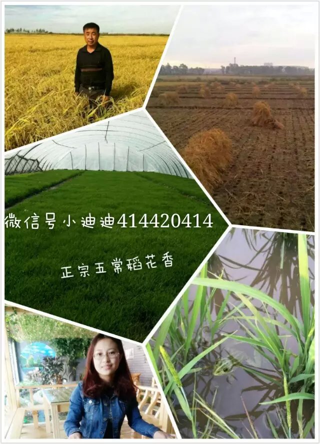 供应东北黑龙江有机大米五常大米稻花香图片