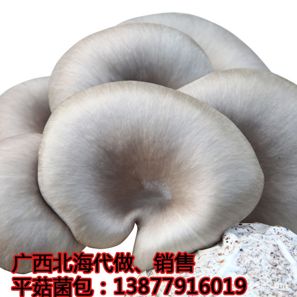 供应用于的姬菇菌包广西广东可运图片