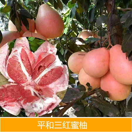 供应平和三红蜜柚厂家批发图片
