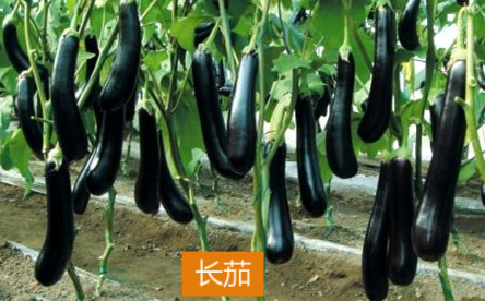 供应苏州超市蔬菜配送，蔬菜配送哪家好，吴江蔬菜配送图片