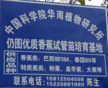 惠州批发求购香蕉树种子价格小金口(送货上门)