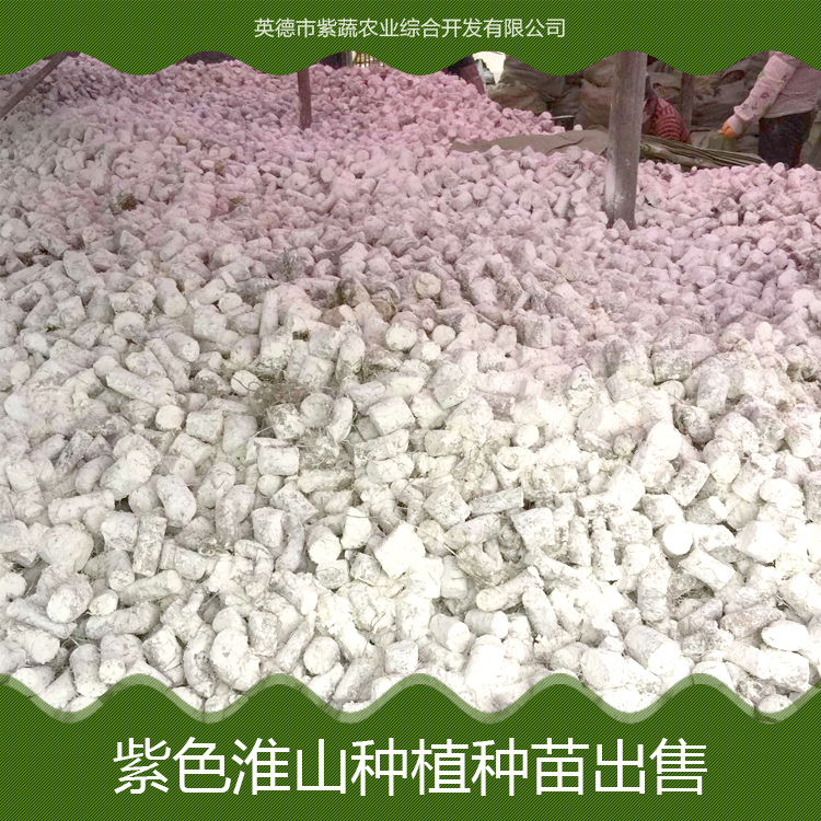 广东紫色淮山种植种苗出售批发