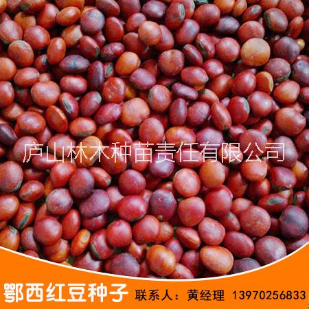 厂家直销江西鄂西红豆种子 鄂西红豆树种子 量大价优