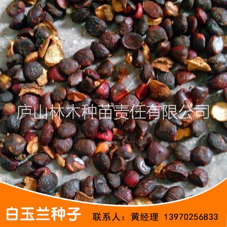 厂家直销江西白玉兰种子 红玉兰 玉兰树种子量大价优