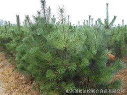 供应用于绿化的油松1米油松1.2米油松1.5米油松2米油松图片