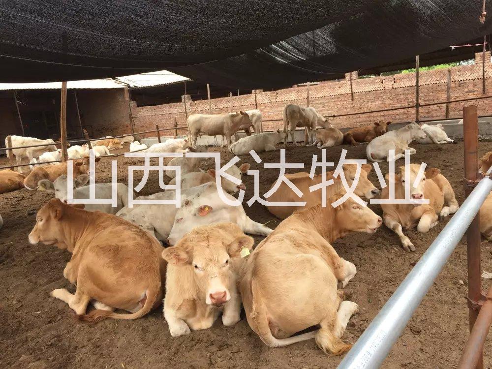 忻州市河北肉牛养殖基地厂家供应用于肉牛的河北肉牛养殖基地