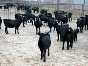 供应肉牛，肉牛优质供应商，肉牛最好供应商