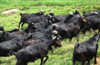供应青山羊。鲁西黄牛，西门塔尔牛价格低正规牛羊养殖场