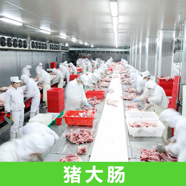 厂家直销优质猪大肠 猪大肠批发 上海金锣肉配送