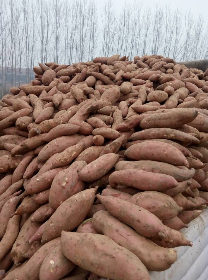 供应2016年红薯苗预订，2016年红薯苗预订电话
