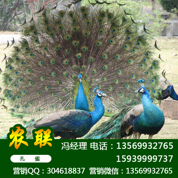 供应用于养殖的上海孔雀苗_上海孔雀价格批发_上海孔雀养殖场图片