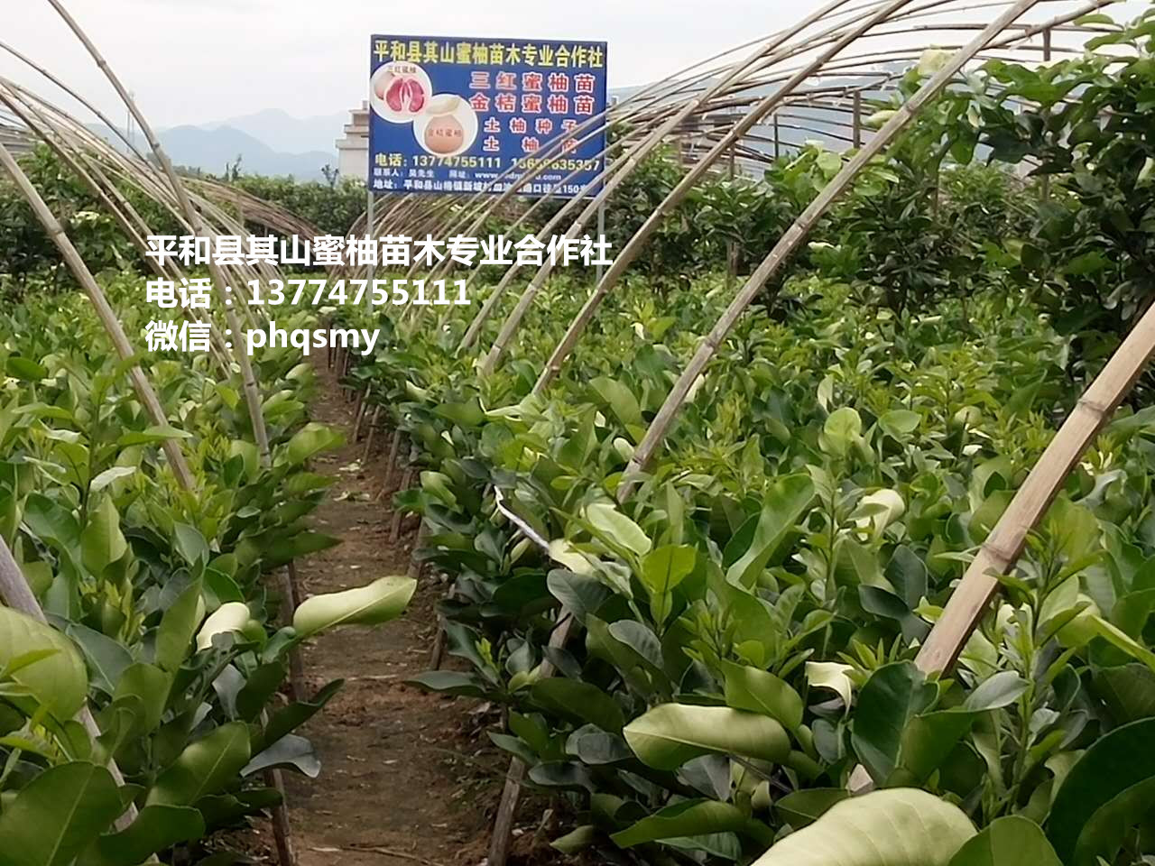 漳州市金红蜜柚苗厂家