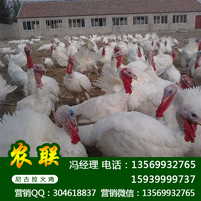 供应用于养殖的广东火鸡苗_广东火鸡价格批发_广东火鸡养殖场