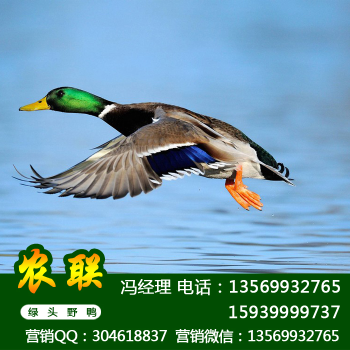 供应用于养殖的贵州野鸭苗_贵州野鸭价格批发_贵州野鸭养殖场