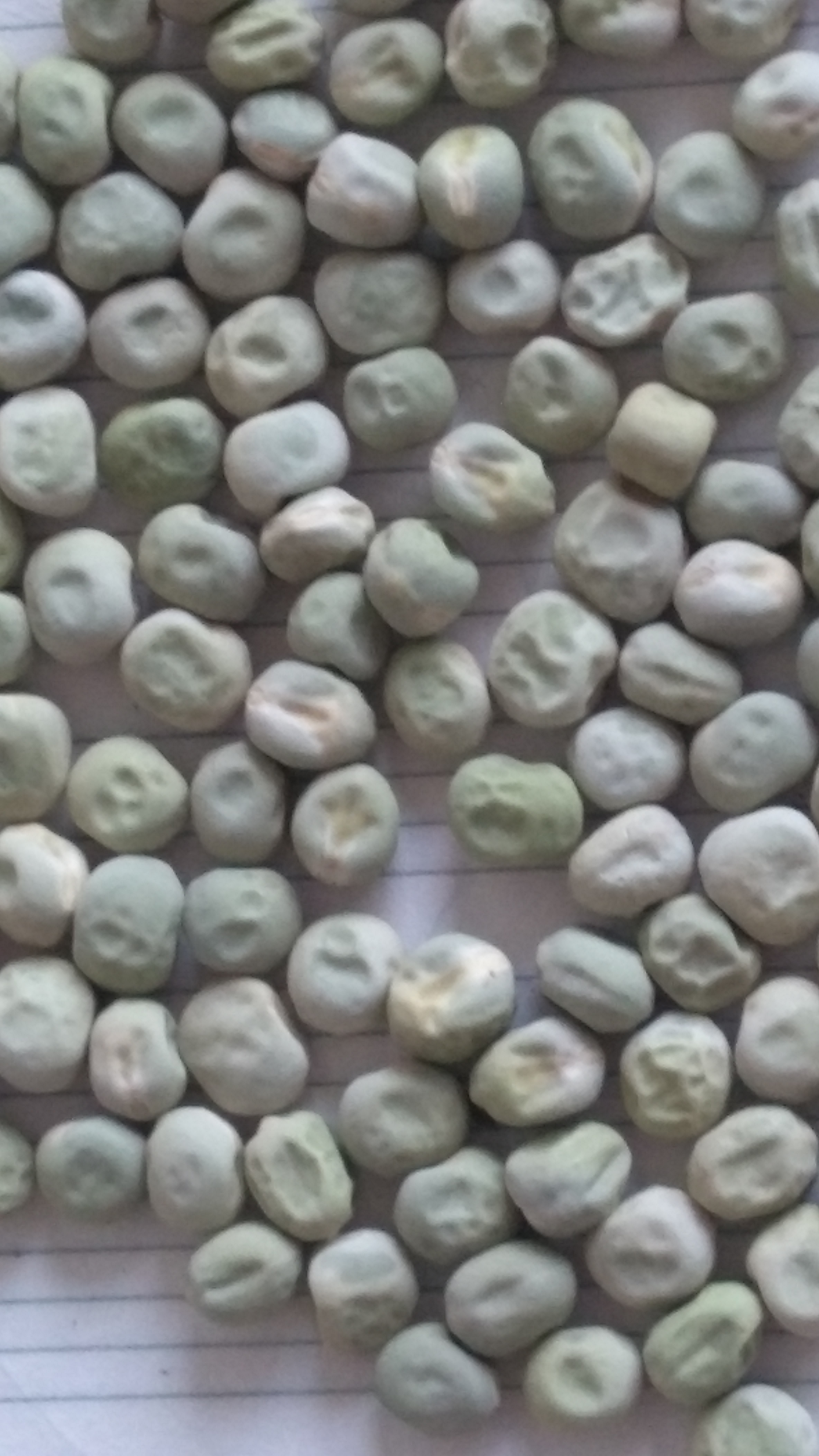 中豌六号豌豆种子 中豌系列豌豆种子