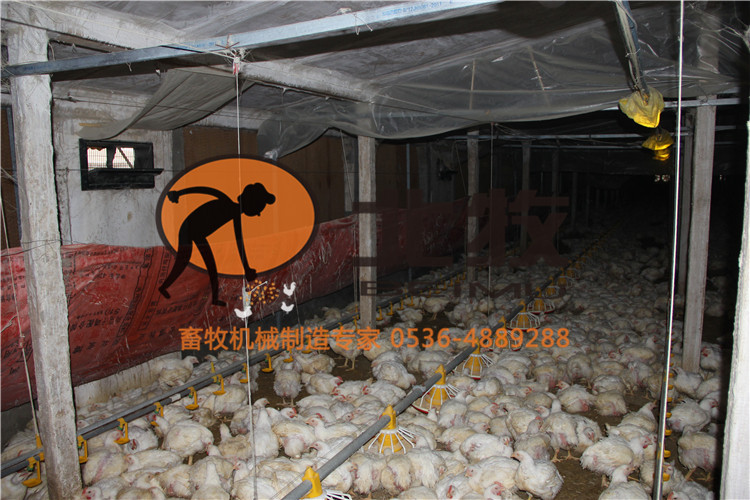 潍坊市山东肉鸡养殖设备 养鸡设备的专业厂家供应山东肉鸡养殖设备 养鸡设备的专业