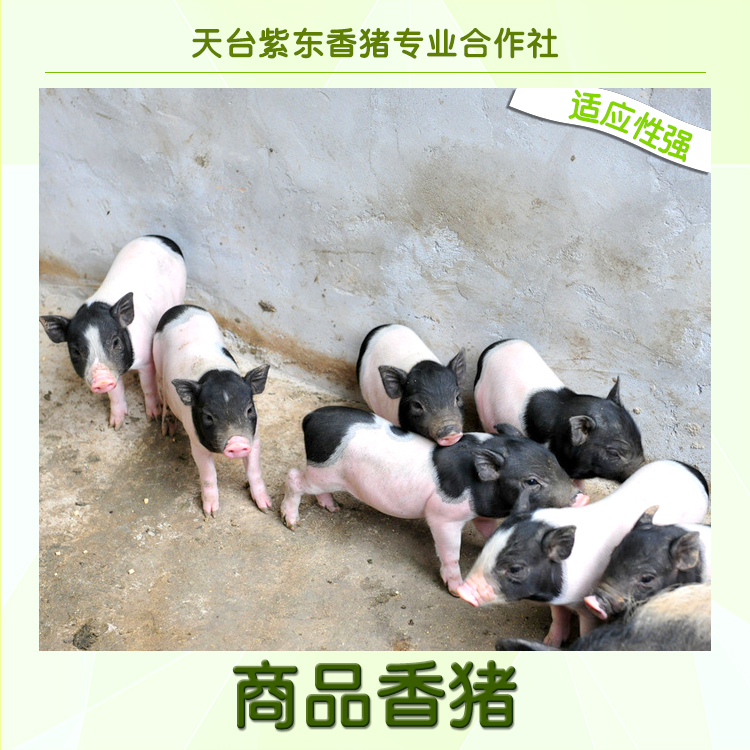 原种小香猪、迷你小香猪、香猪养殖场、烤乳猪专业养殖技术
