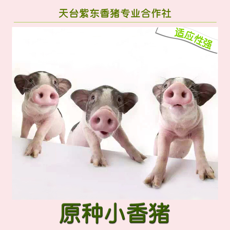 厂家直销迷你小香猪、巴马种猪批发报价、巴马种猪供应商图片