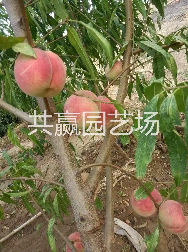 供应购买桃树苗去哪好，哪里桃树苗便宜，四川见效最快的桃树苗品种