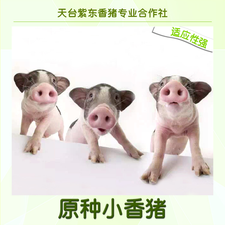厂家直销 原种小香猪 迷你小香猪 宠物猪 香猪养殖场