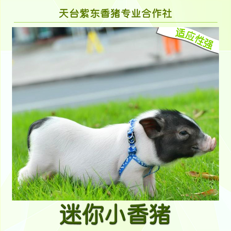 台州市迷你香猪厂家厂家直销香猪养殖、迷你小香猪、2016宠物猪市场价格、迷你香猪