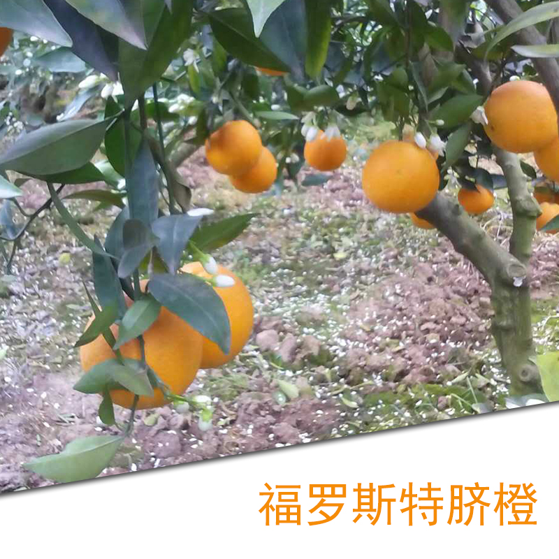 供应福罗斯特脐橙批发 新鲜橙子 果园特价清爽可口 品质有保障的脐橙