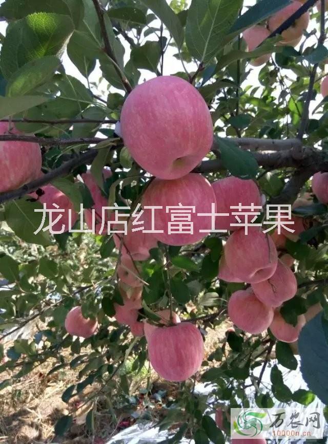 供应龙山店大片红红富士苹果