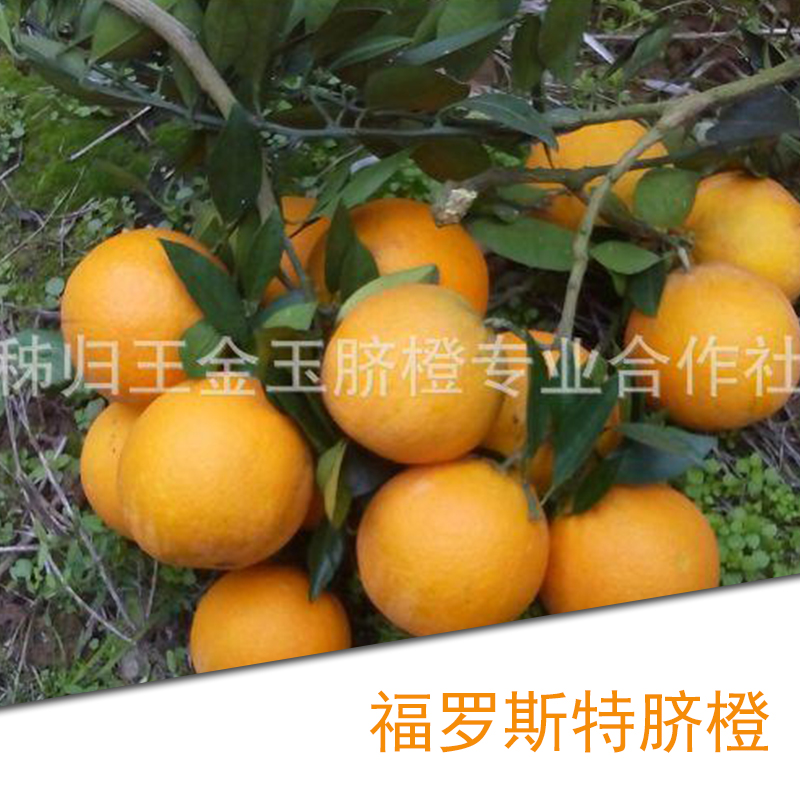 供应福罗斯特脐橙批发 新鲜橙子 果园特价清爽可口 品质有保障的脐橙