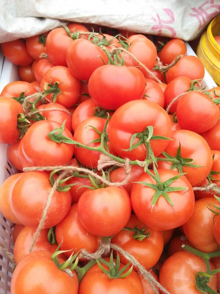 供应山东西红柿种植基地，山东西红柿具有减肥瘦身、消除疲劳、增进食欲、提高对蛋白质的消化、减少胃胀食积等功效。图片