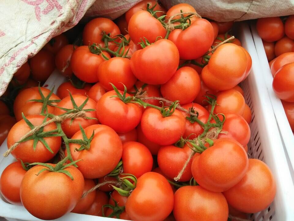 供应山东西红柿批发商，西红柿最新市场报价，沂水县世从水果购销中心图片