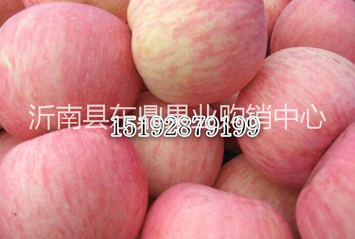 供应优质水果红富士苹果