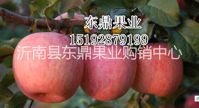 供应优质水果红富士苹果
