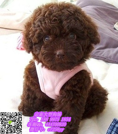 供应广东大型养狗基地泰迪熊，广州泰图片