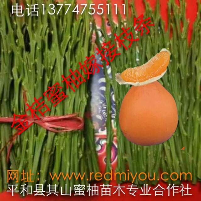 供应红橙蜜柚接穗图片