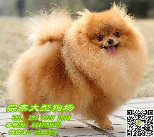 供应用于广州哪博美的广东大型养狗基地 博美犬广州咩地图片