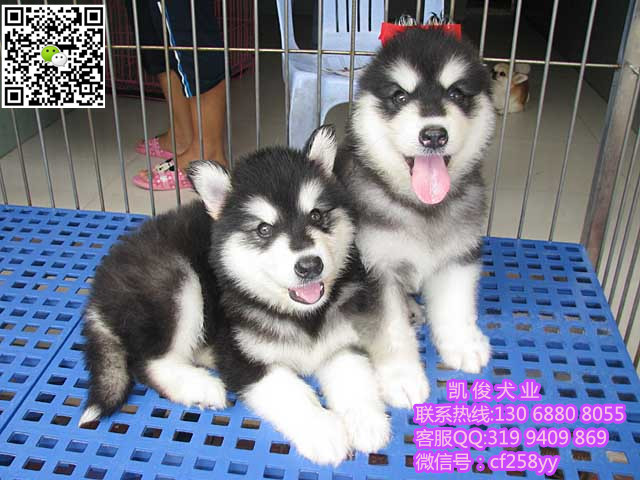 供应用于阿拉斯加的阿拉斯加犬图片  广州那里有卖阿拉斯加图片