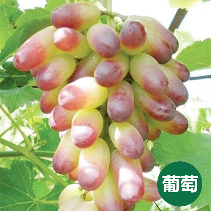 供应安徽哪里有葡萄苗，葡萄、提子  极早熟葡萄苗中熟晚熟妮娜公主葡萄苗图片