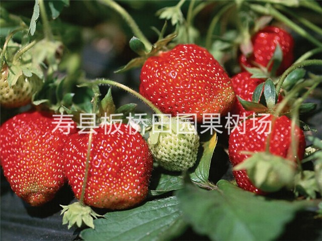 供应草莓基地哪家好  草莓 草莓报价 草莓批发基地 草莓供应商图片