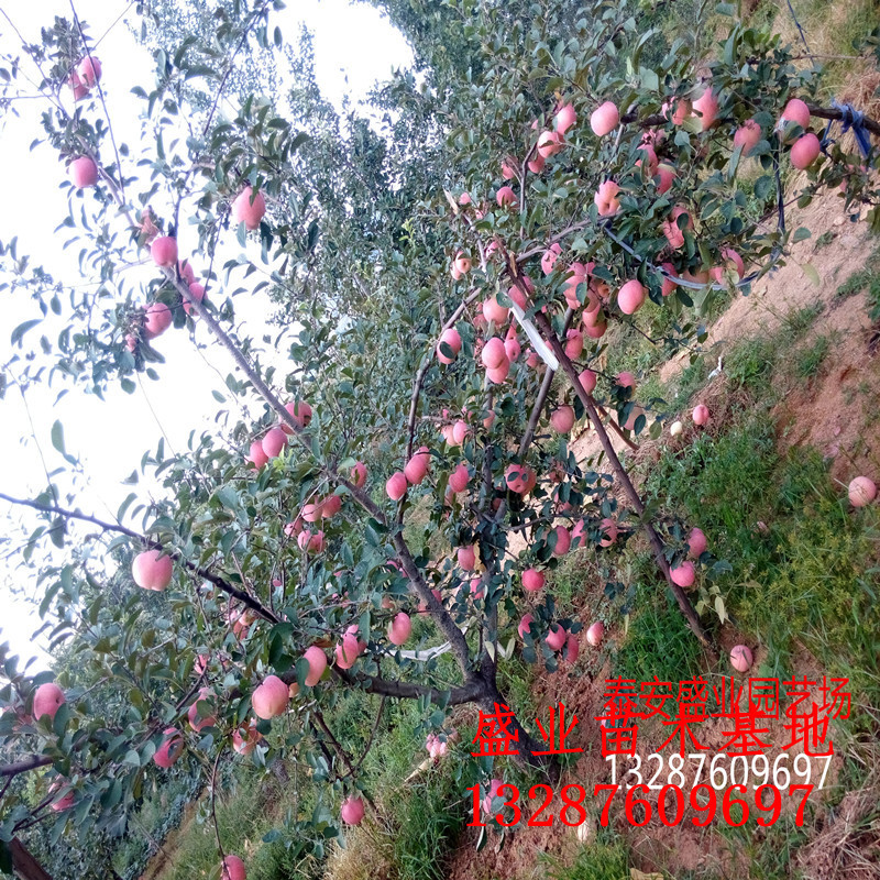供应苹果苗苗圃直供红富士苹果苗价格苹果树苗哪里有图片