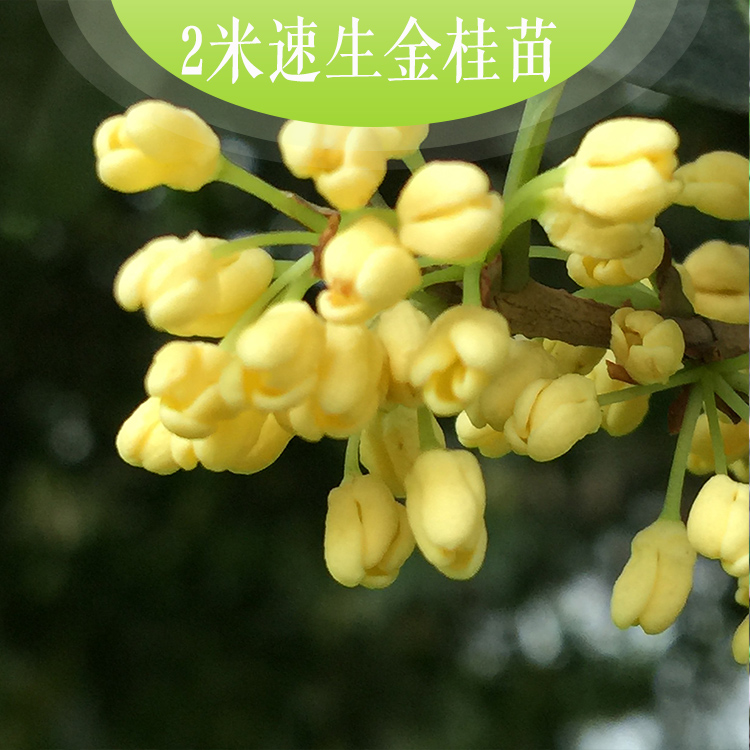 供应2米速生金桂苗温江桂花树品种之一：标准2米速生金桂苗，冠密集，花期长图片