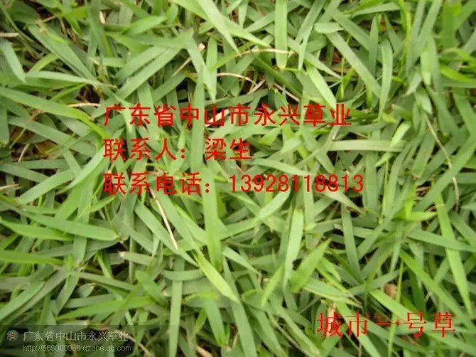 供应用于绿化的广东城市一号草价格，足球场草价格